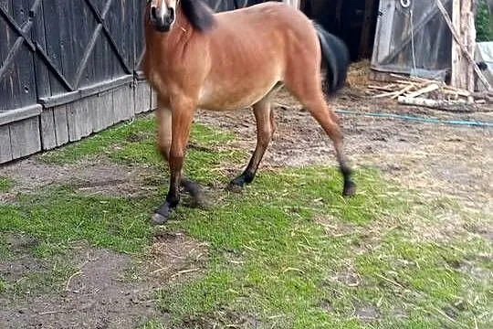 Klacz 14 miesięcy