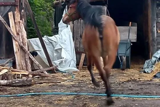 Klacz 14 miesięcy, Lubelskie, Sawin