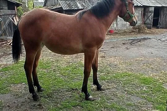 Klacz 14 miesięcy, Lubelskie, Sawin