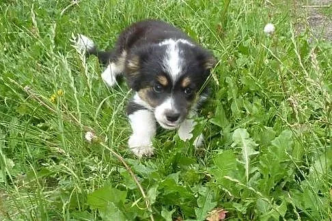 Śliczna trzymiesięczna suczka do adopcji,  dolnośląskie Góra