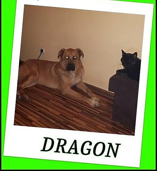 45 kilogramowy,młody dzieciolubny pies Dragon. ADO