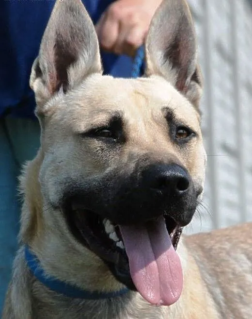 Filar piękny, młody, energiczny mix terrier szuka