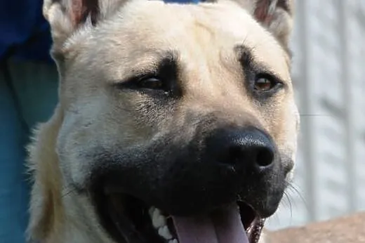 Filar piękny, młody, energiczny mix terrier szuka 