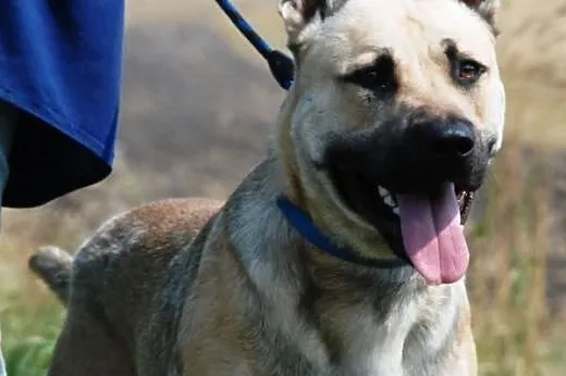 Filar piękny, młody, energiczny mix terrier szuka 