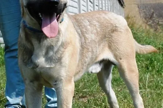 Filar piękny, młody, energiczny mix terrier szuka 