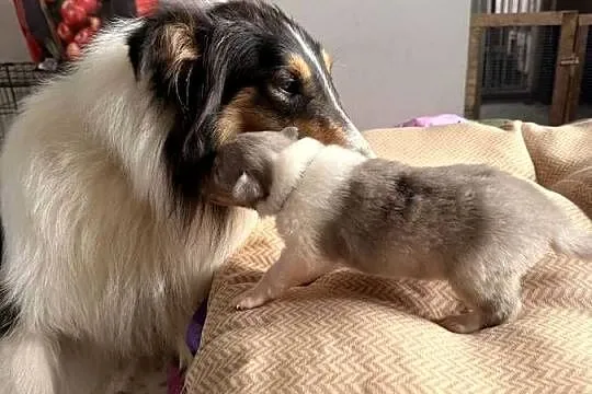 Owczarek szkocki długowłosy Colie, Mazowieckie, Ostrołęka