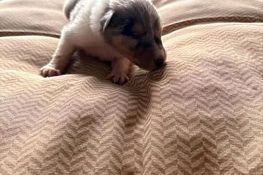 Owczarek szkocki długowłosy Colie, Mazowieckie, Ostrołęka