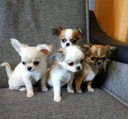 Przepiękne Chihuahua szczenięta gotowe do sprzedaży w nowych domach, , Jelenia Góra