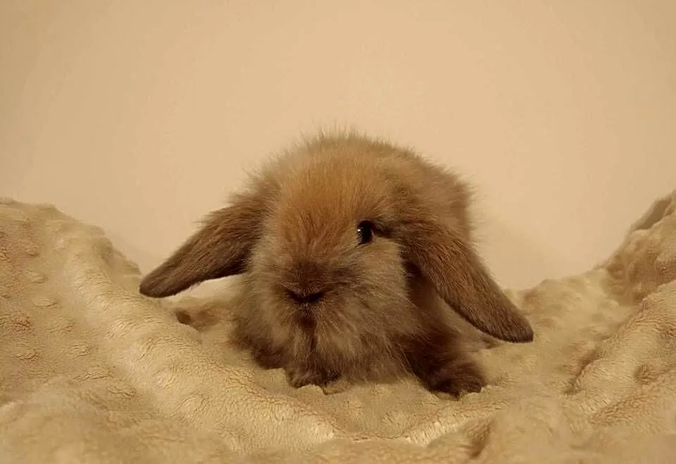 Mini lop, króliki miniaturki, króliczki baranki, Kujawsko-pomorskie, Łabiszyn
