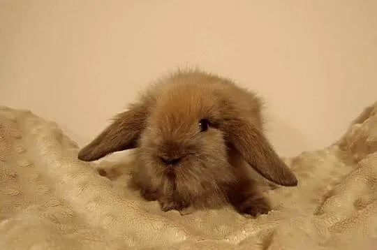 Mini lop, króliki miniaturki, króliczki baranki, Kujawsko-pomorskie, Łabiszyn
