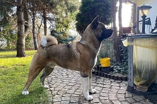 akita amerykanski 3,5 roku szuka partnerki
