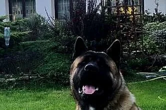 akita amerykanski 3,5 roku szuka partnerki, Dolnośląskie, Legnica