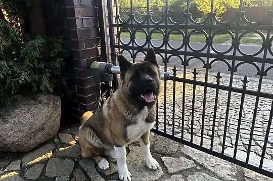 akita amerykanski 3,5 roku szuka partnerki, Dolnośląskie, Legnica