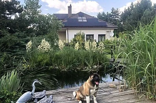 akita amerykanski 3,5 roku szuka partnerki, Dolnośląskie, Legnica