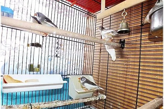 Zeberki australijskie Młode sympatyczne ptaszki Piekne kolory, Szeki, Lubuskie, Lubsko