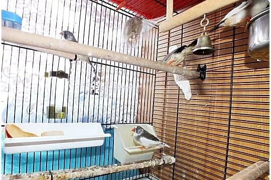 Zeberki australijskie Młode sympatyczne ptaszki Piekne kolory, Szeki, Lubuskie, Lubsko