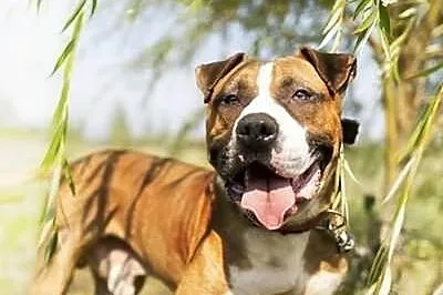 Milo - młody TTB do adopcji