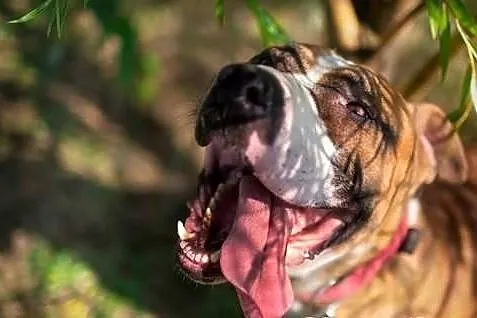 Milo - młody TTB do adopcji
