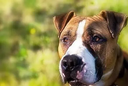 Milo - młody TTB do adopcji