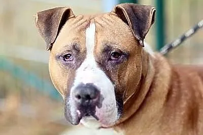 Milo - młody TTB do adopcji