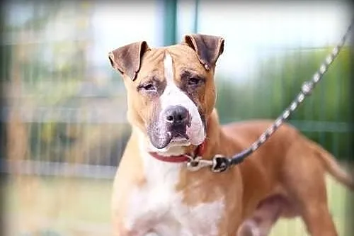 Milo - młody TTB do adopcji