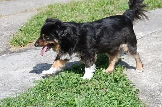 Masza- mała księżniczka, 8kg wagi, szuka domu,  ma