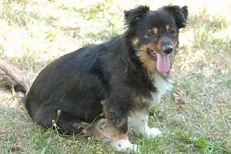 Masza- mała księżniczka, 8kg wagi, szuka domu,  ma
