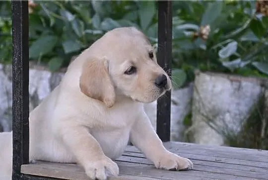 Labrador - szczenięta rodowodowe POZNAŃ