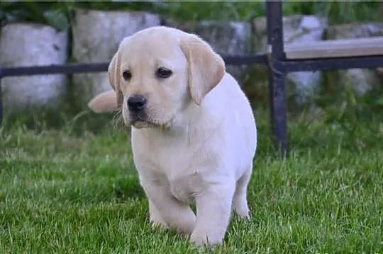 Labrador - szczenięta rodowodowe POZNAŃ