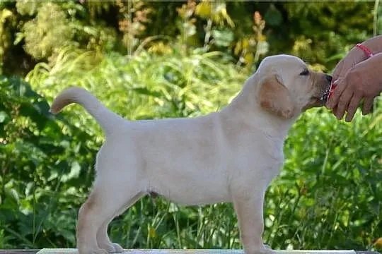Labrador - szczenięta rodowodowe POZNAŃ