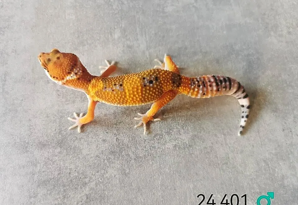 Gekony lamparcie duży wybór, Śląskie, Zawiercie