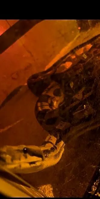 Boa constrictor motley samiec, Warmińsko-mazurskie, Orneta