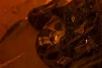 Boa constrictor motley samiec, Warmińsko-mazurskie, Orneta