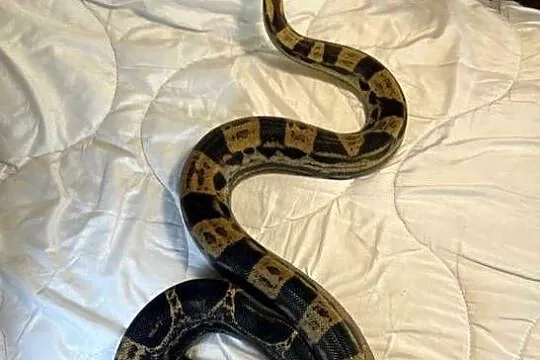 Boa constrictor motley samiec, Warmińsko-mazurskie, Orneta