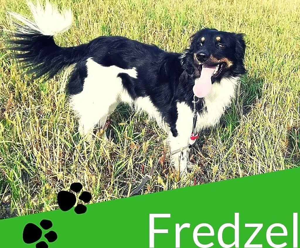 Frędzelek-3letni,energiczny,wesoły,towarzyski,bez kompleksów,ADOPCJA,możliwy dowóz, Śląskie, Katowice