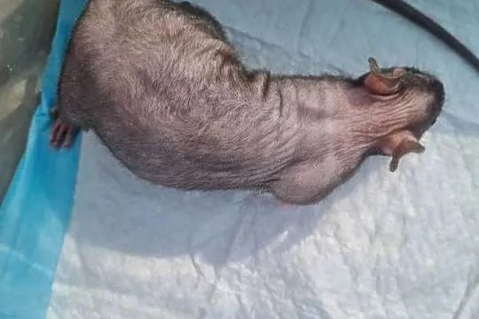 Szczur szczury łyse fuzz fuzi, Śląskie, Rybnik