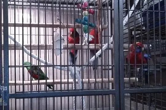 Za rozsądną cenę sprzedam 5 rozeli i parę krasnopi