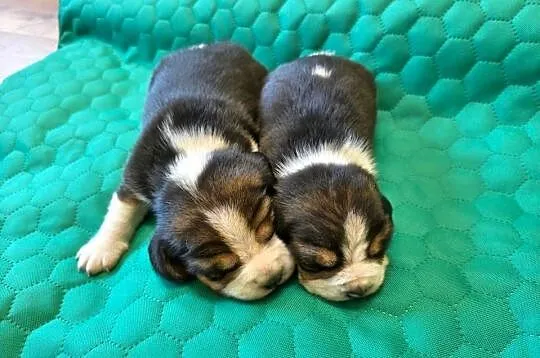 Beagle szczeniaki Z.K.w.P (FCI) elitarne pochodzenie