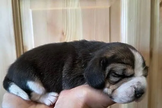 Beagle szczeniaki Z.K.w.P (FCI) elitarne pochodzenie, Śląskie, Żywiec