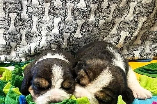 Beagle szczeniaki Z.K.w.P (FCI) elitarne pochodzenie, Śląskie, Żywiec