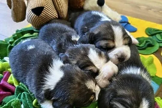 Beagle szczeniaki Z.K.w.P (FCI) elitarne pochodzenie, Śląskie, Żywiec