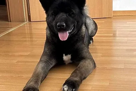 Sprzedam psa rasy Akita amerykańska z rodowodem Wiek 3 lata ,samica