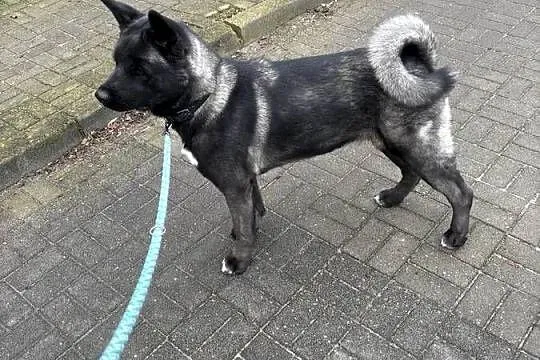 Sprzedam psa rasy Akita amerykańska z rodowodem Wiek 3 lata ,samica, Pomorskie, Gdynia