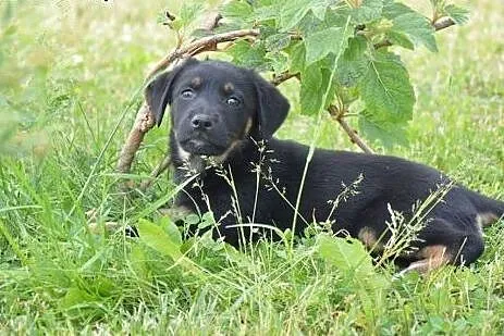 Radosna i przebojowa, kochająca ludzi 9 tygodniowa