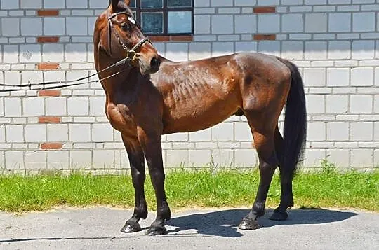 Wałach do sportu, , 