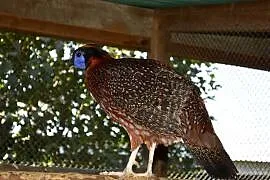Tragopan tyminek samiec