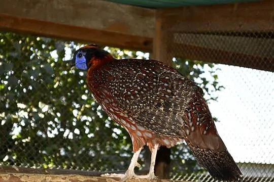 Tragopan tyminek samiec, Podkarpackie, Rzeszów