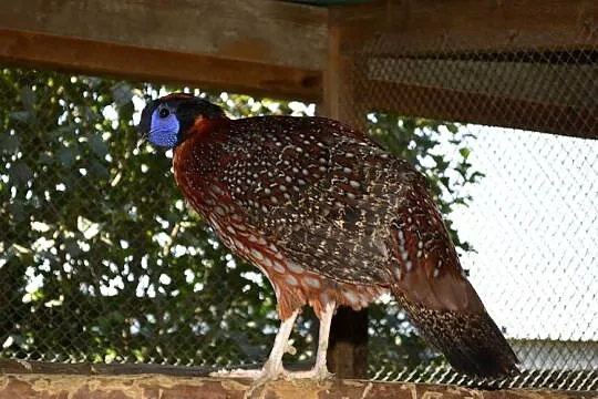 Tragopan tyminek samiec, Podkarpackie, Rzeszów