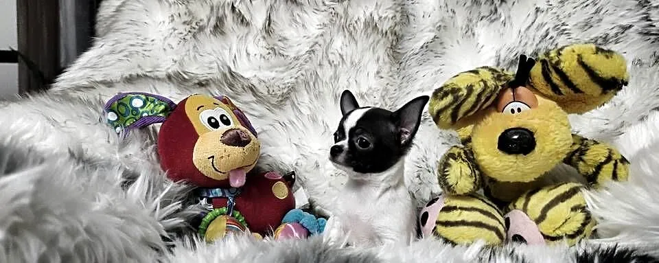 *** Prześliczny Chłopczyk Chihuahua ***, Wielkopolskie, Ciszkowo