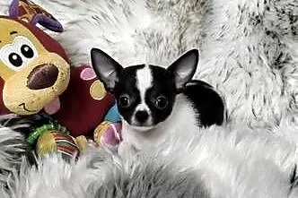 *** Prześliczny Chłopczyk Chihuahua ***, Wielkopolskie, Ciszkowo